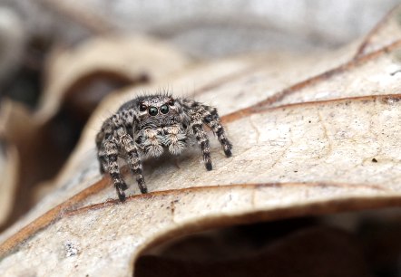 Springspinne, © VDN-Fotoportal/Angelika Hecht