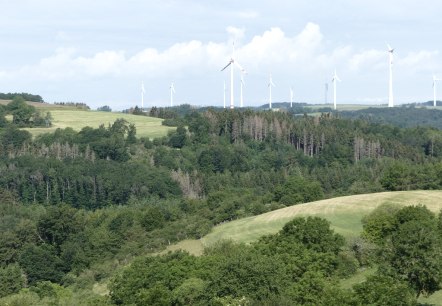 Klimawandel im Wald, © Landesforsten.RLP.de/Martin Lotze