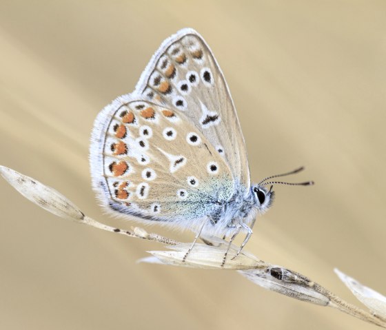 Hauhechel-Bläuling, © Naturpark Südeifel/Thomas Kirchen