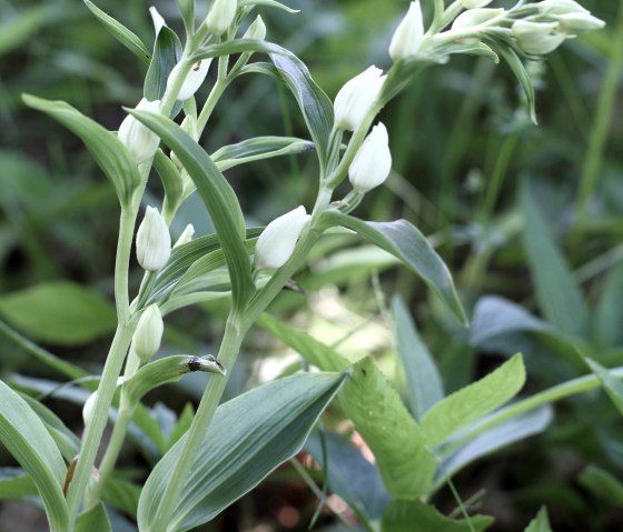 Weiße Waldvögelein (Cephalanthera damasonium) , © Günter Müller