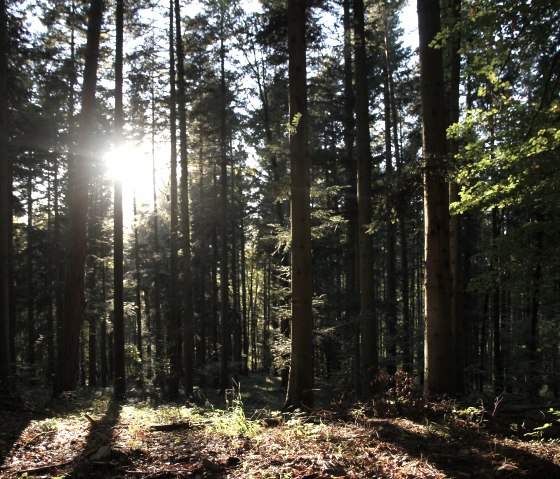 Naturpark Südeifel 70, © Reinhold Hansen