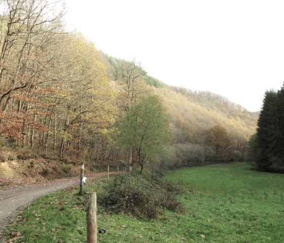 An einigen Stellen weitet sich das Radenbachtal., © Felsenland Südeifel Tourismus GmbH, Natalie Mainz