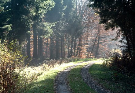 Waldweg bei der Prümer Burg, © V. Teuschler