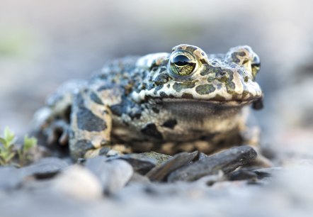 Viele Amphibien wie die Wechselkröte verlieren ihren Lebensraum und sind immer seltener anzutreffen, © Naturpark Südeifel/Thomas Kirchen