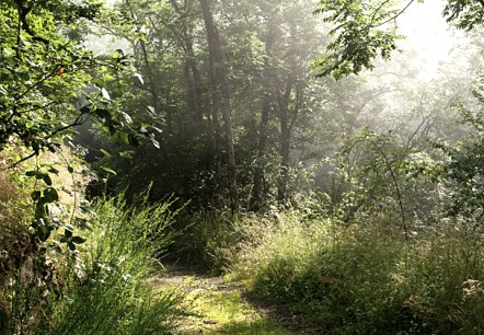 Waldweg, © V. Teuschler