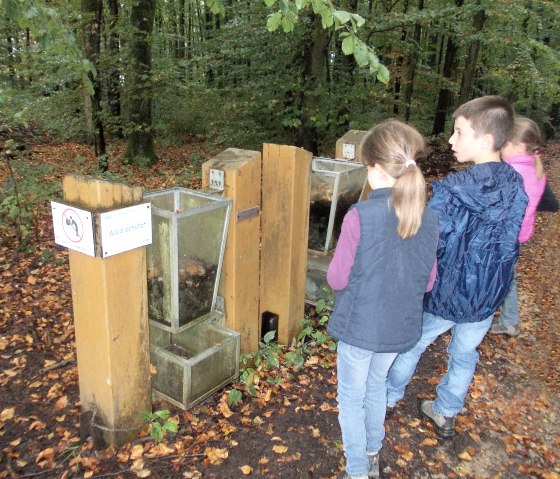 Walderlebnisstation "Wald schützt", © Tourist-Information Bitburger Land