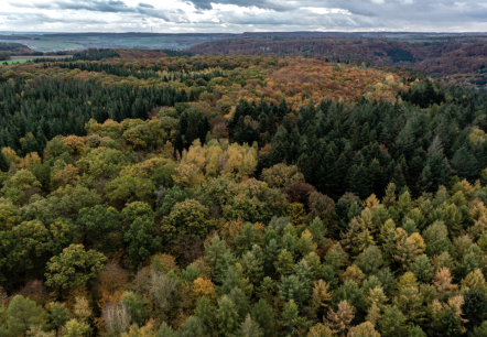 Wald Ernzen, © Naturpark Südeifel/Philipp Köhler