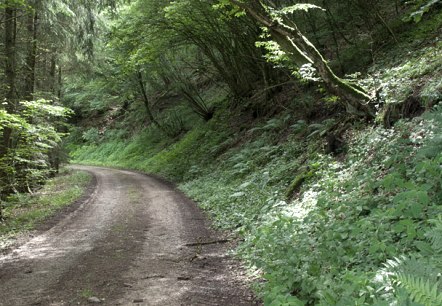 Waldweg im Prümtal, © V. Teuschler