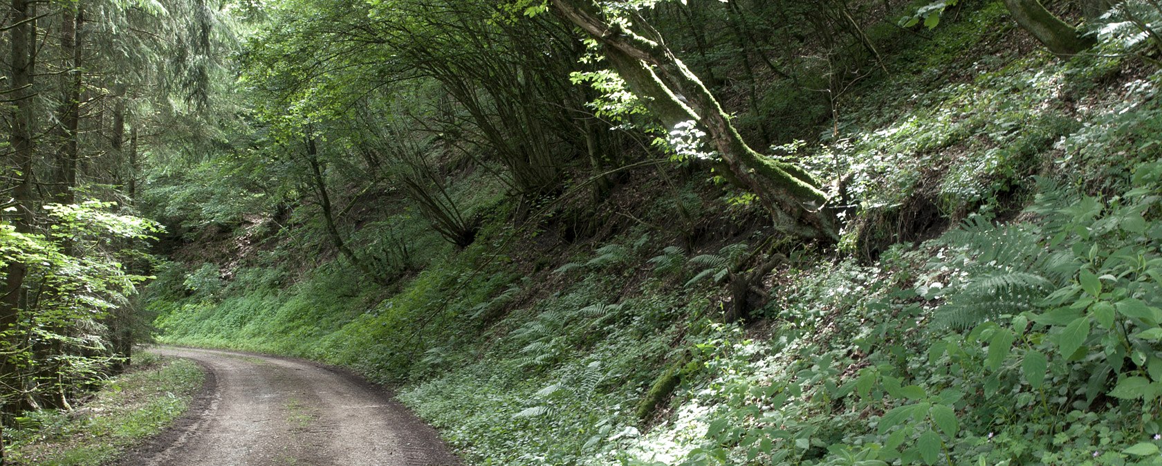 Waldweg im Prümtal, © V. Teuschler