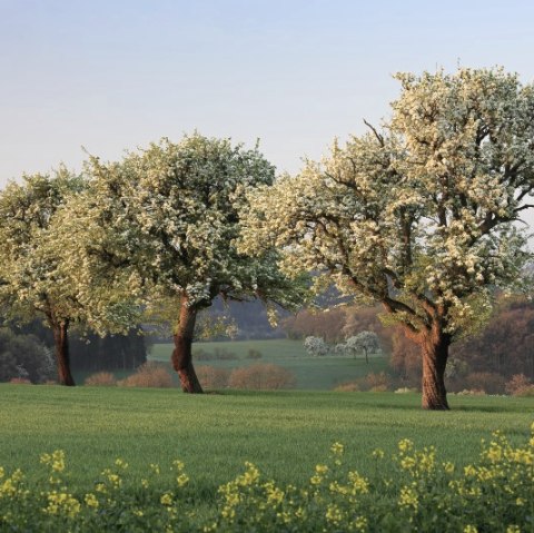 Streuobstbäume, © Naturpark Südeifel/Charly Schleder