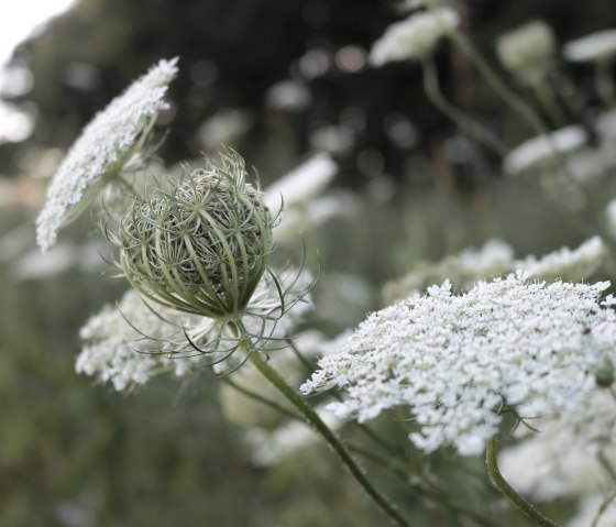 Natur - Detail